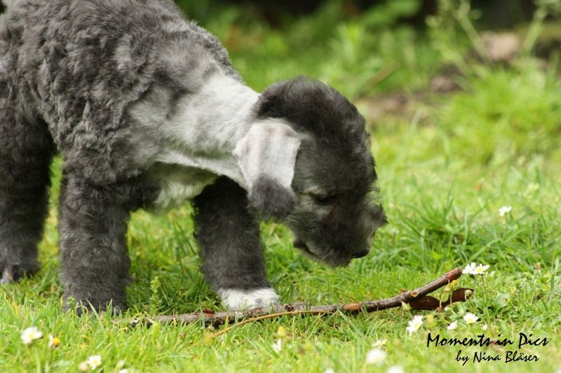 Antares 2009-07-12 (4).JPG